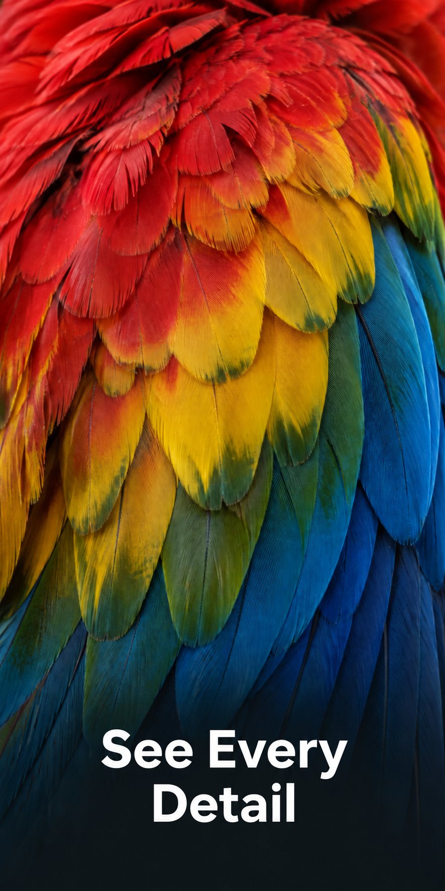 Close-up of colorful macaw feathers illustrating vivid display imagery.